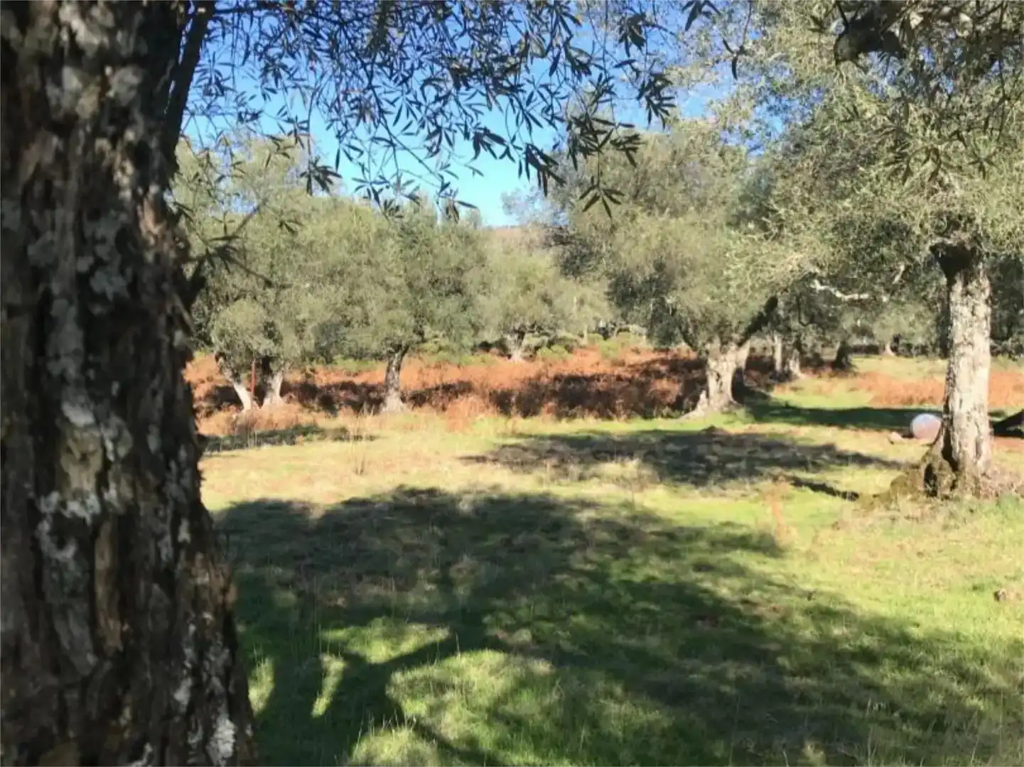 Terreno en venta en Calera de León