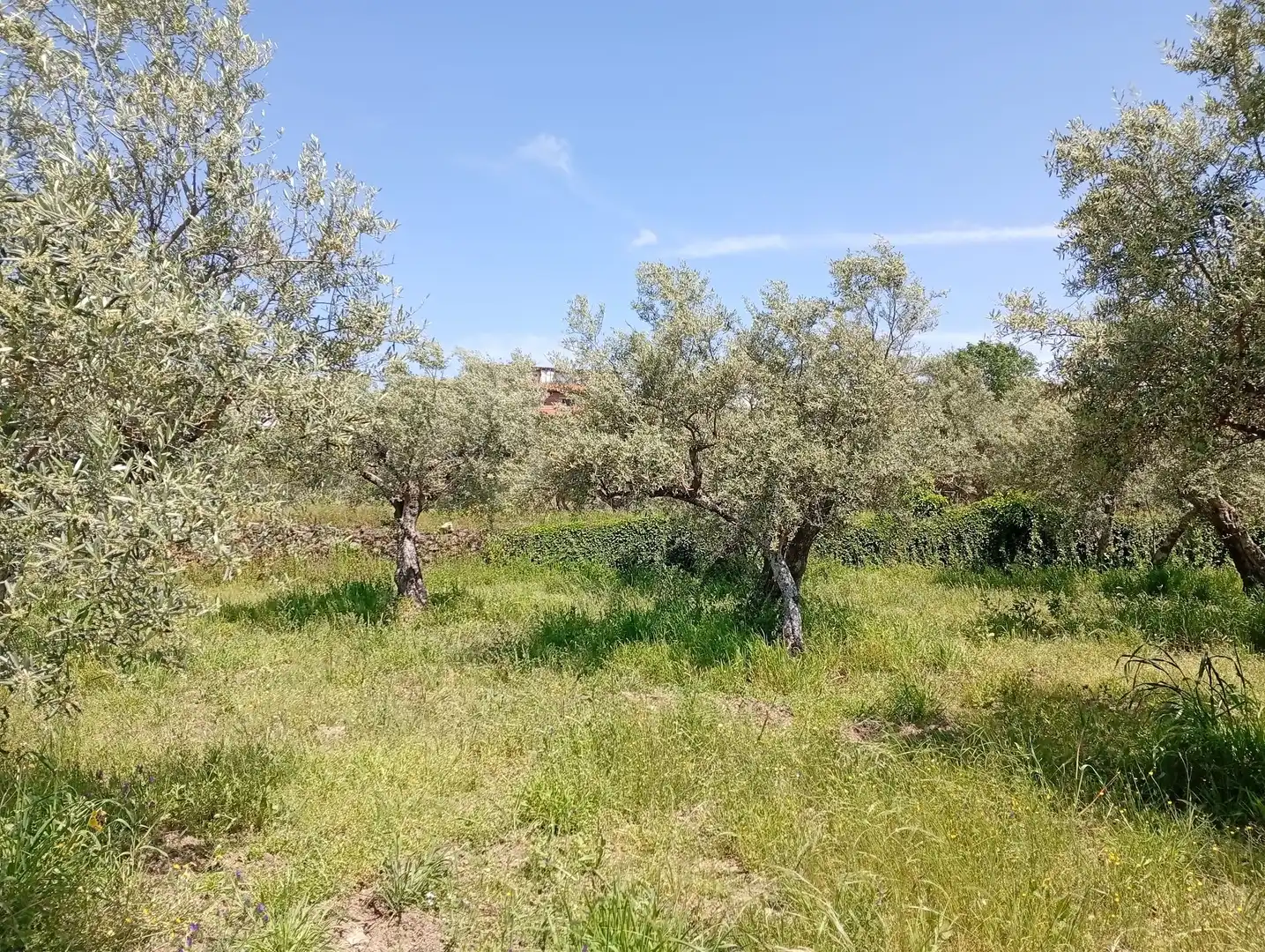 Terreni e lotti in vendita a Villanueva de la Vera, imagen 2