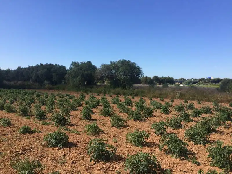 Country homes for sale in El Tancat - Mas d'en Gual