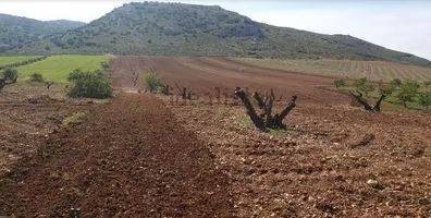 Terreno en Venta en Pedro Martínez