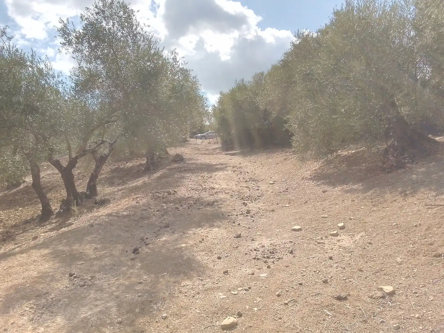 Terrain rustique à vendre à Cortes de la Frontera, imagen 33