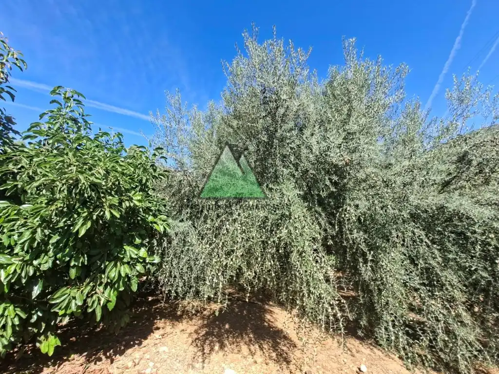 Country house for sale in Alcaucín, imagen 17