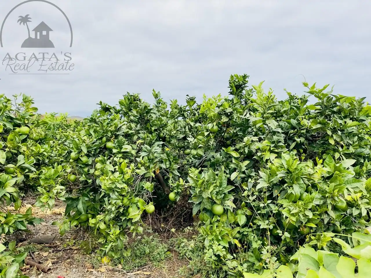 Finca rústica en venta en La Orotava con Jardín privado y Terraza