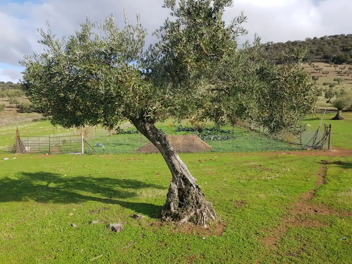 Garten von Country house zum Verkauf in Villanueva del Rey mit Privatgarten und Abstellraum