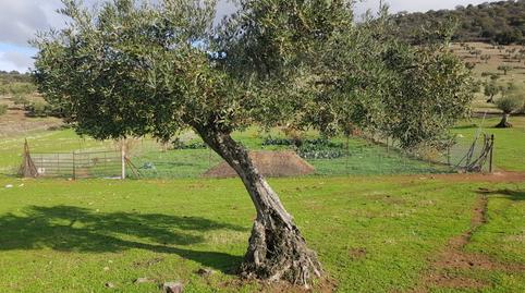 Foto 3 de Finca rústica en venta en Villanueva del Rey, Córdoba