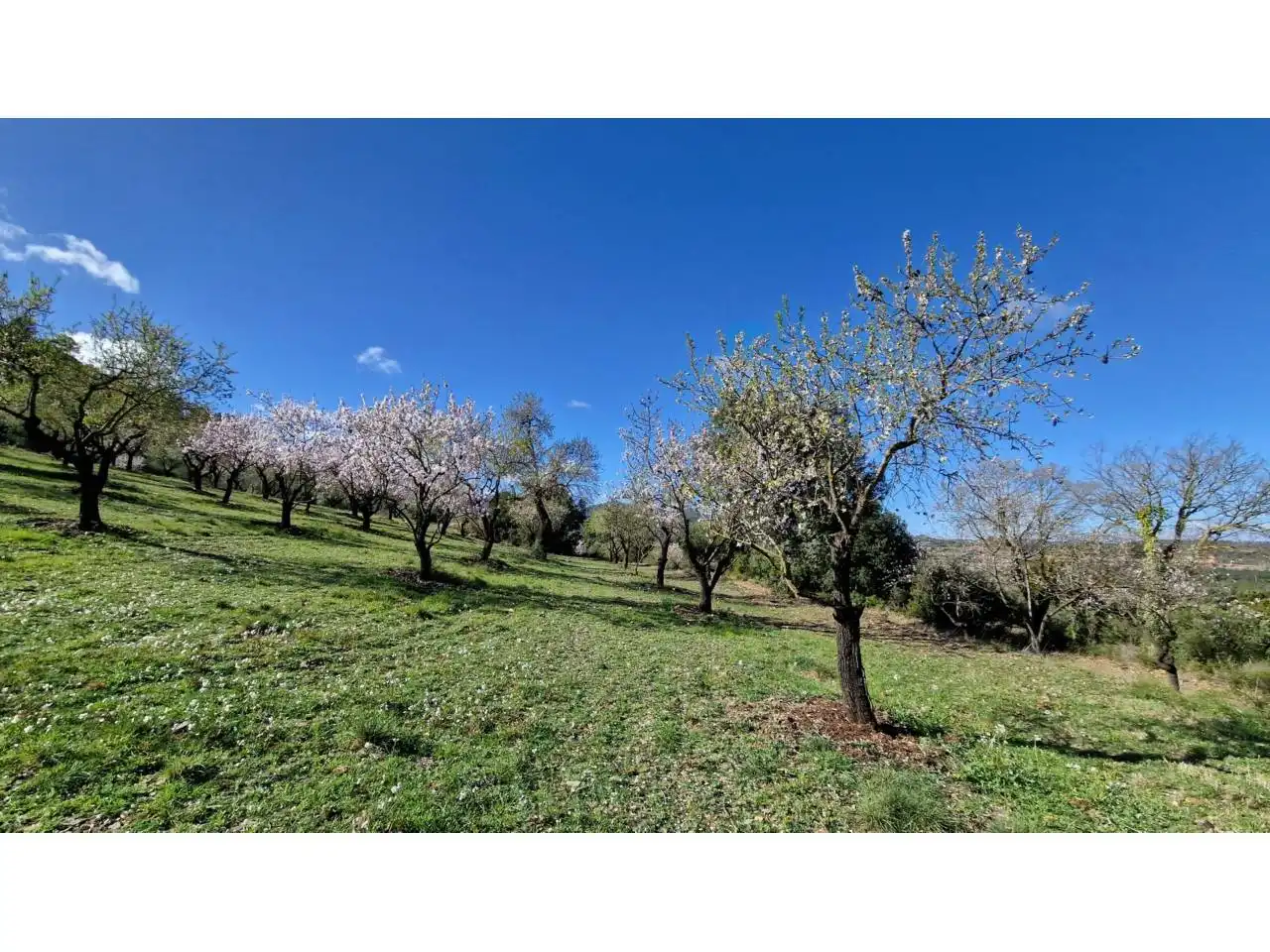 Houses for sale in Vimbodí i Poblet  with Heating, Private garden and Swimming Pool