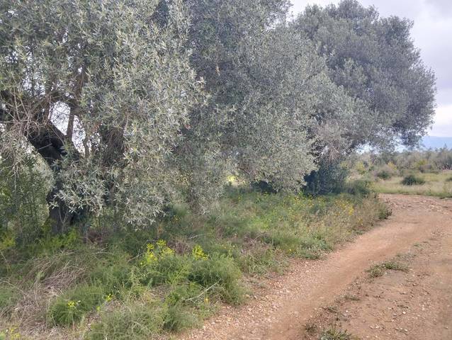 Terreno en Venta en Tivenys