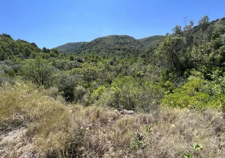 Rural land for sale in Borriol, imagen 3