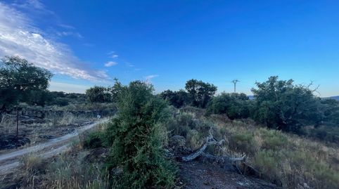 TERRENO RUSTICA CON ENCINAS EN ALDEA DEL CANO, immagine 3