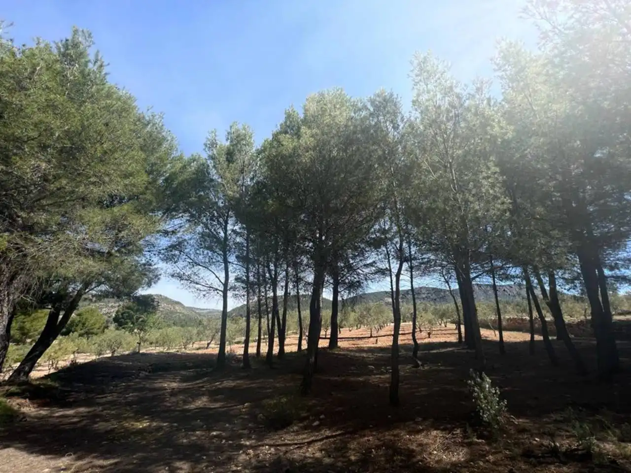 Chalet con jardín en venta en Calle Poligono, imagen 97