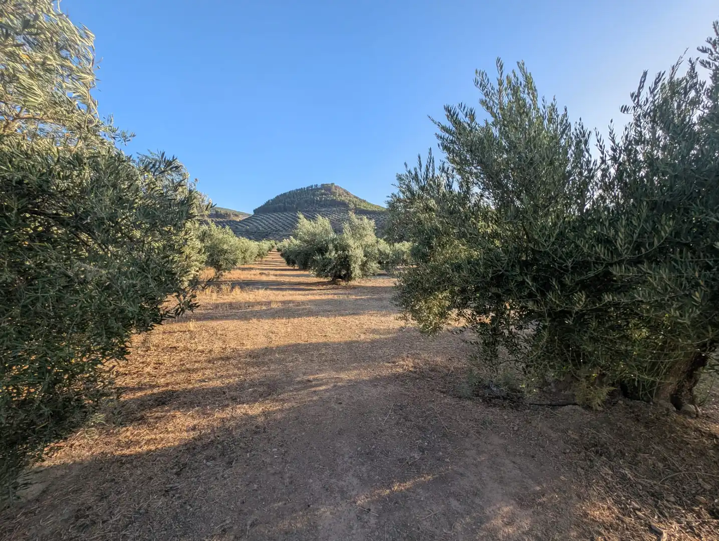 Terreni e lotti in vendita a Alcaudete, imagen 5