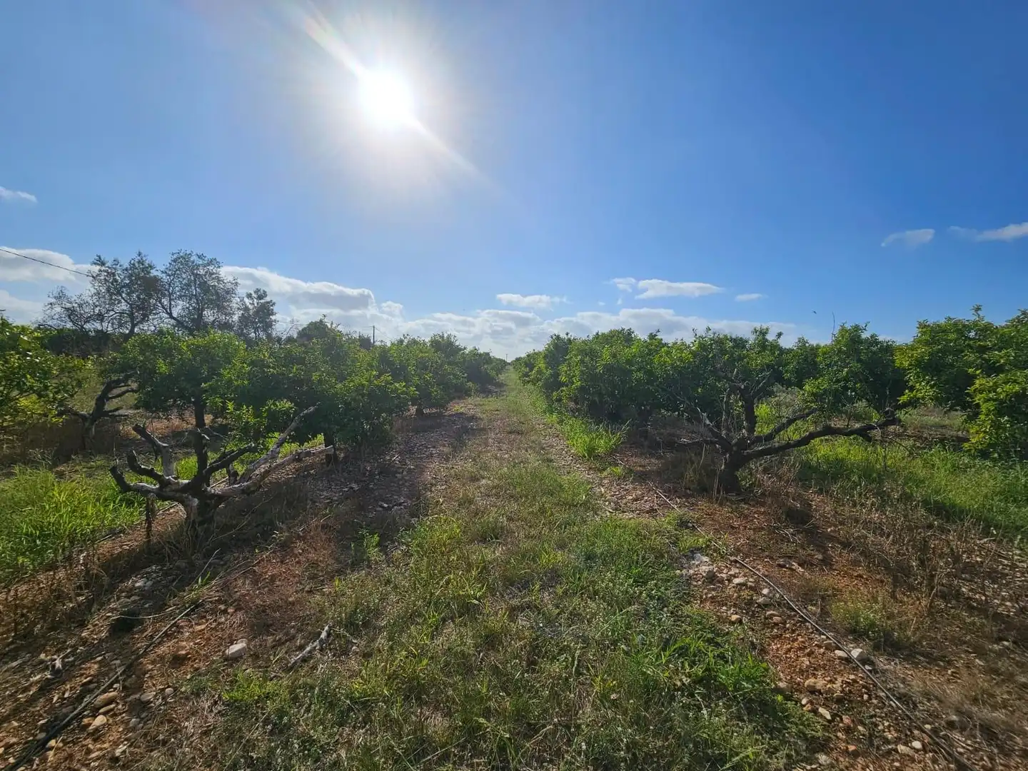 Country house for sale in Alcanar, imagen 2