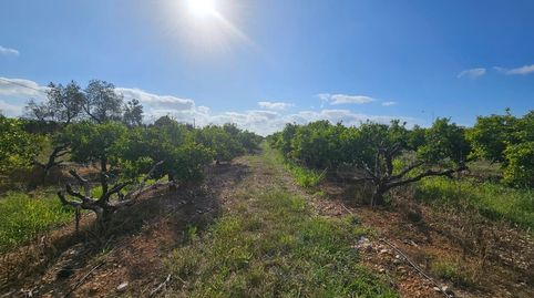 FINCA RÚSTICA EN ALCANAR, imagen 2