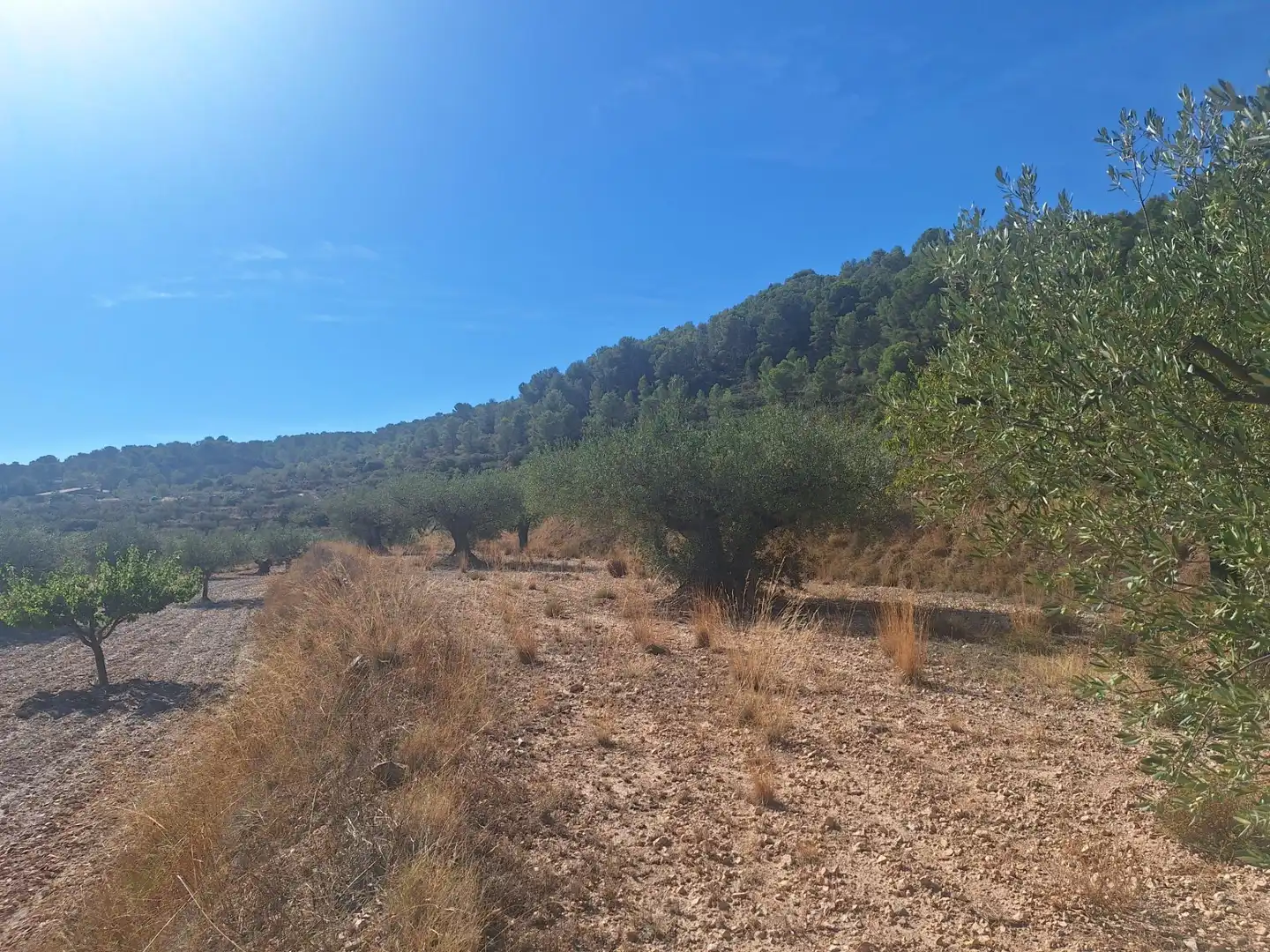 Terreny rústic en venda a Castalla, imagen 5