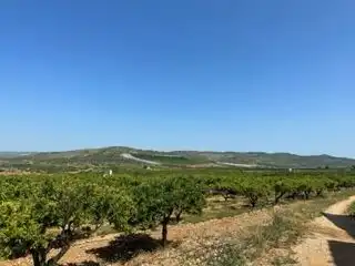 Terreno rustico in vendita a Alcalà de Xivert pueblo, imagen 2