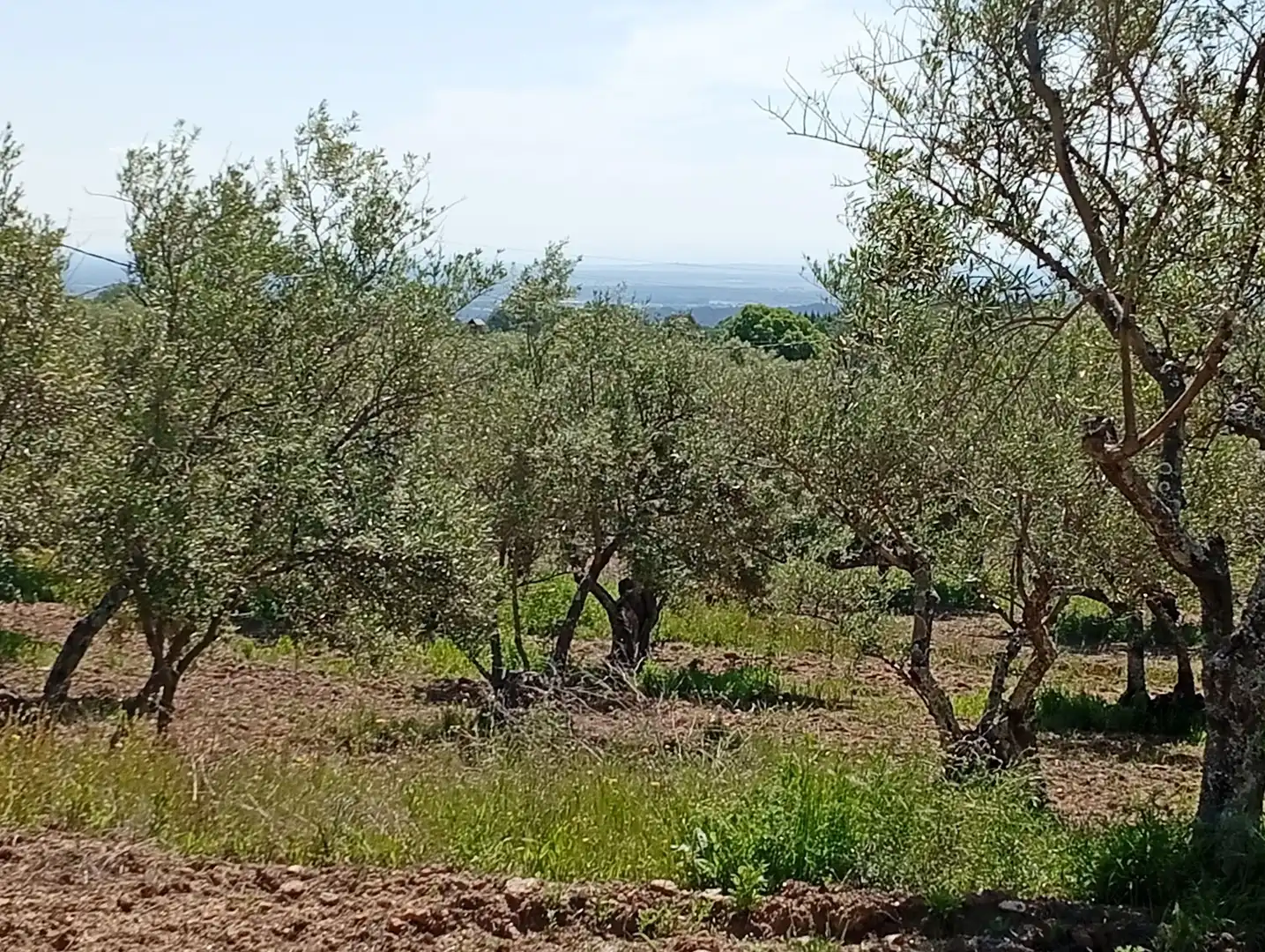 Terreni e lotti in vendita a Villanueva de la Vera, imagen 19