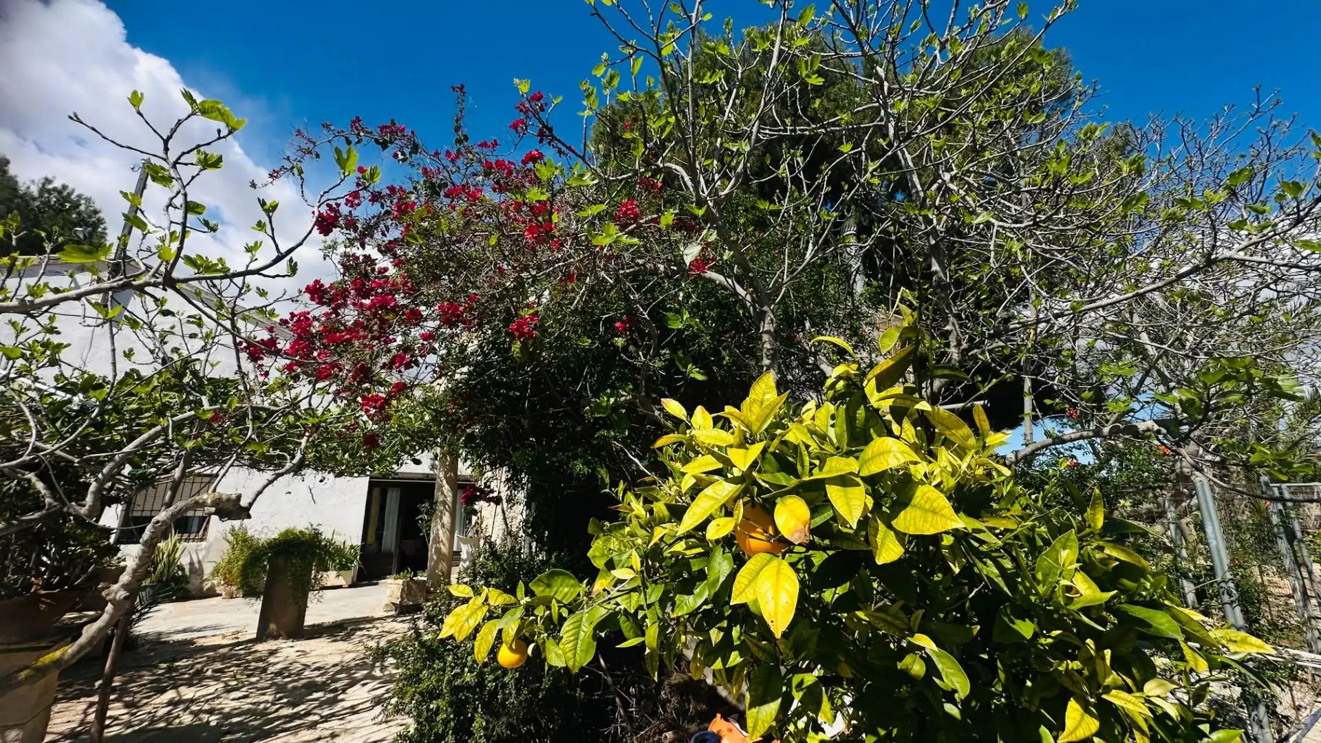 Jardí de Casa o xalet en venda en Elche / Elx amb Jardí privat, Traster i Piscina