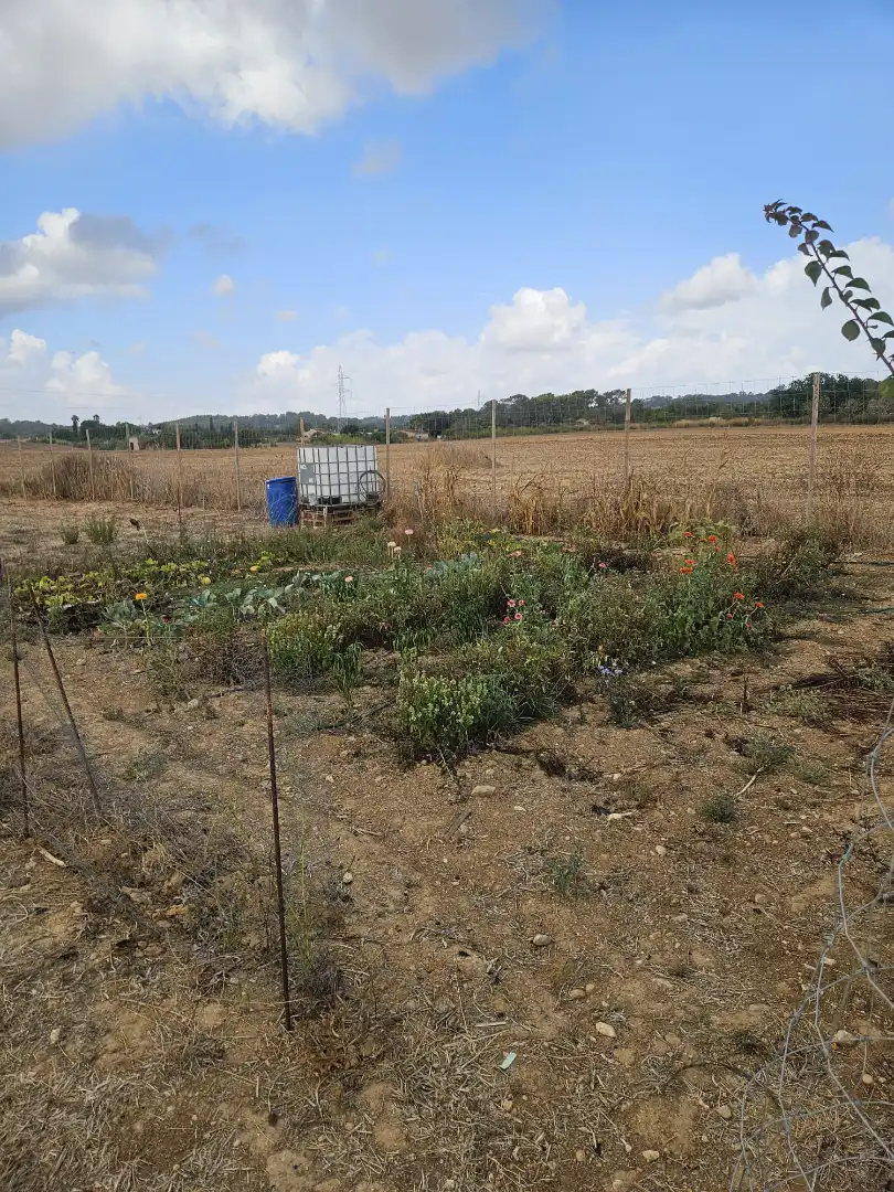 Rural land for sale in Sineu, imagen 8