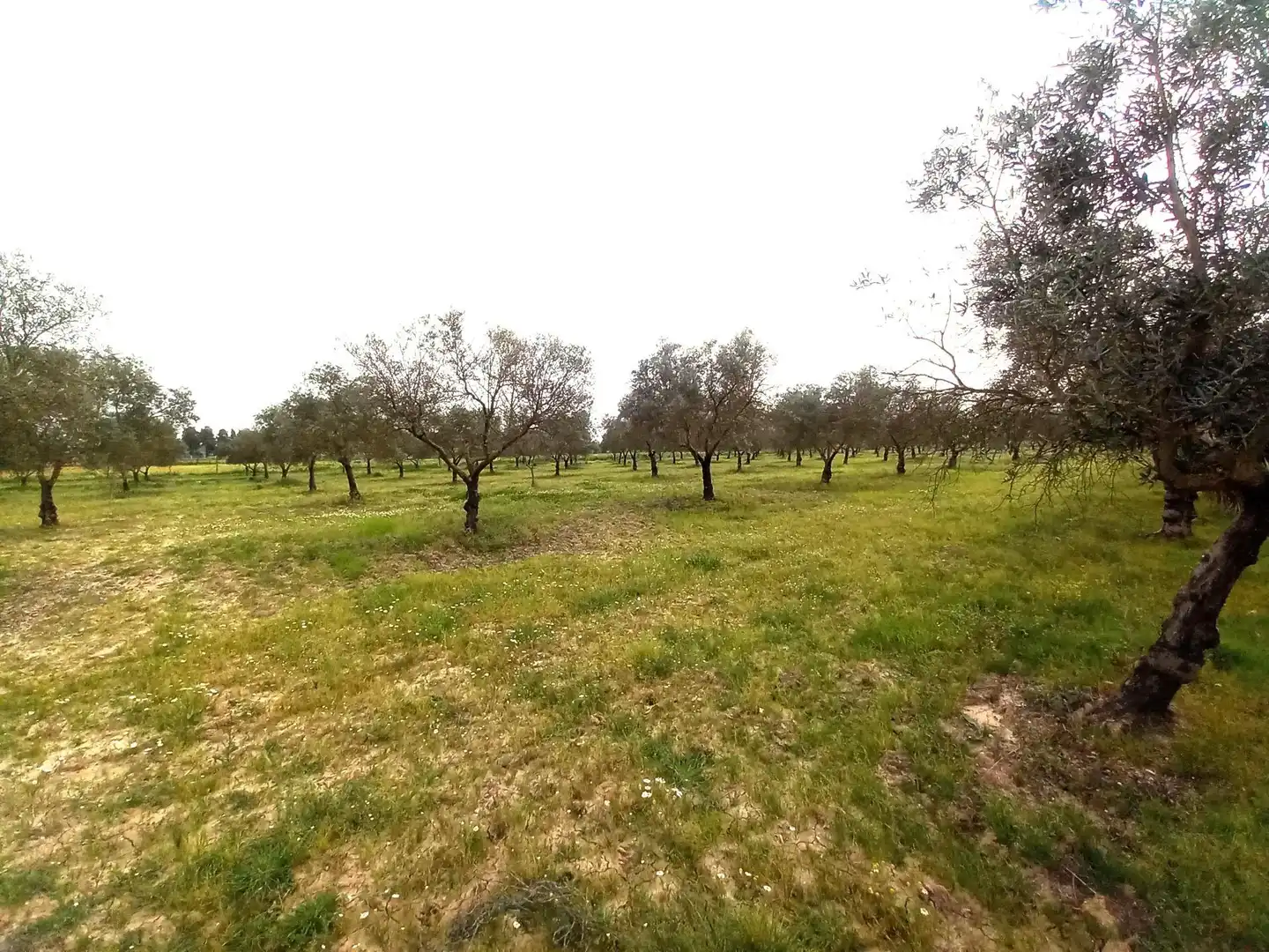 Country homes for sale in Jerez de la Frontera  with Terrace