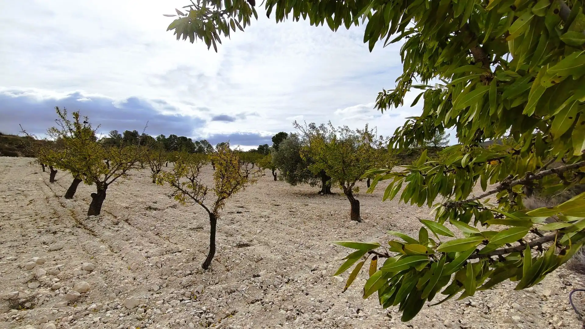 Terreny rústic en venda a Monóvar  / Monòver, imagen 10