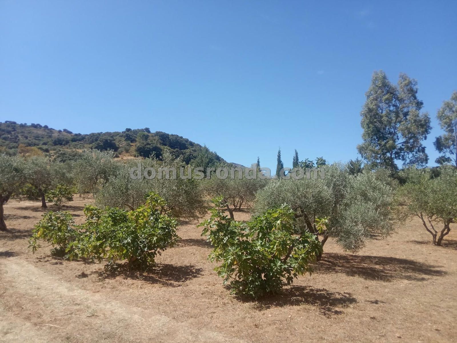 Land for sale in Ronda