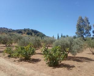 Land for sale in Ronda