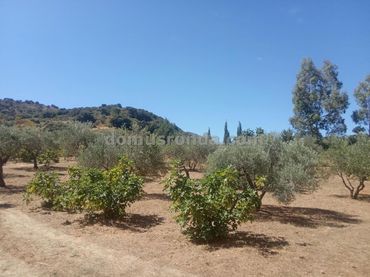 Rural land for sale in Partidas Sur