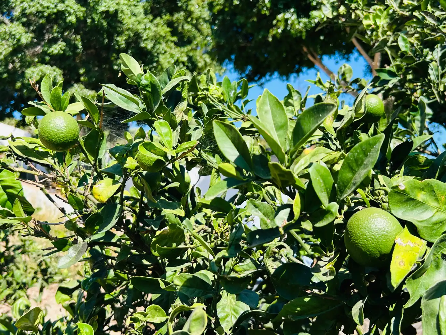 Jardí de Casa o xalet en venda en San Bartolomé de Tirajana amb Aire condicionat, Jardí privat i Terrassa