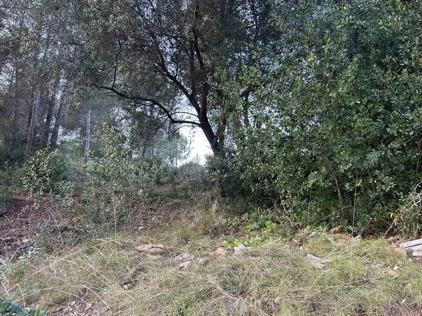 Rustikales Grundstück zum Verkauf in CAN FELIU, imagen 13