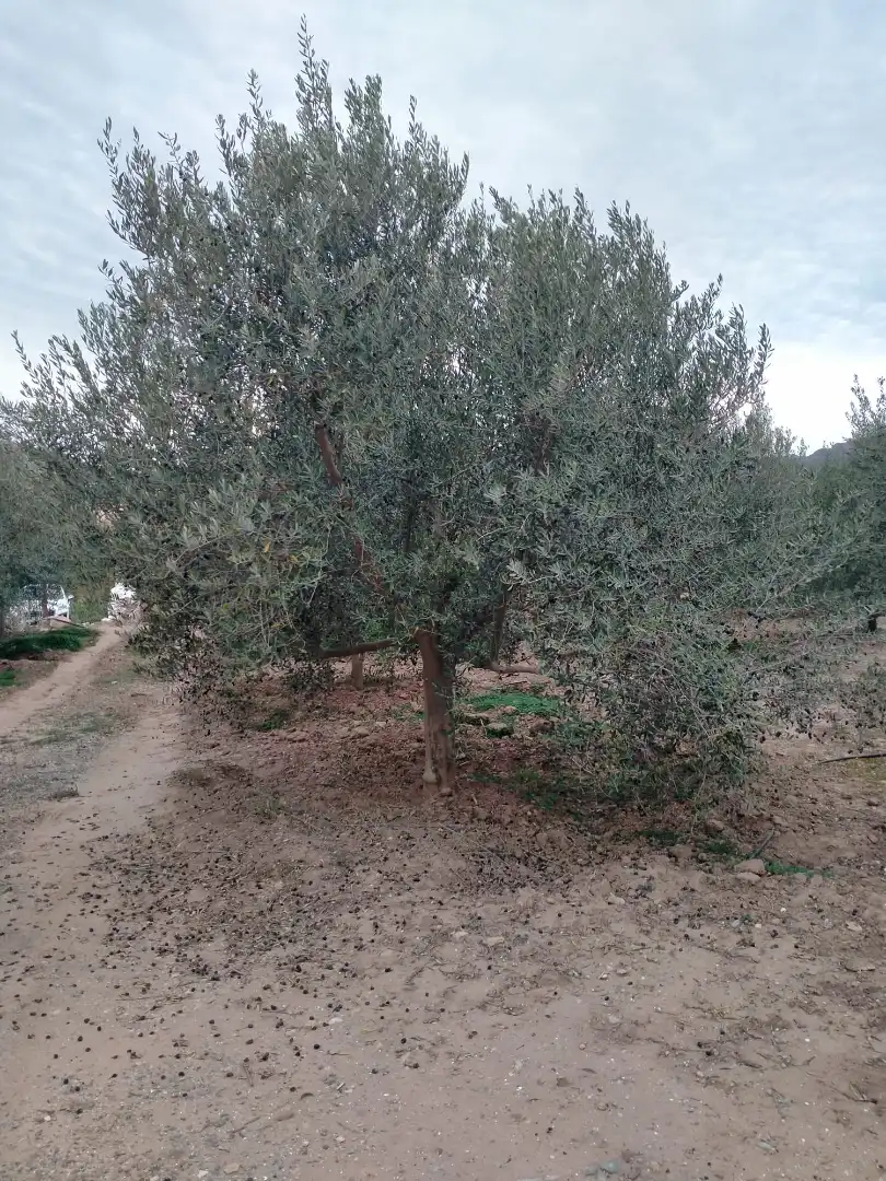 Rural land for sale in Gilet, imagen 2