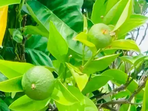 Jardí de Casa o xalet en venda en Palafolls