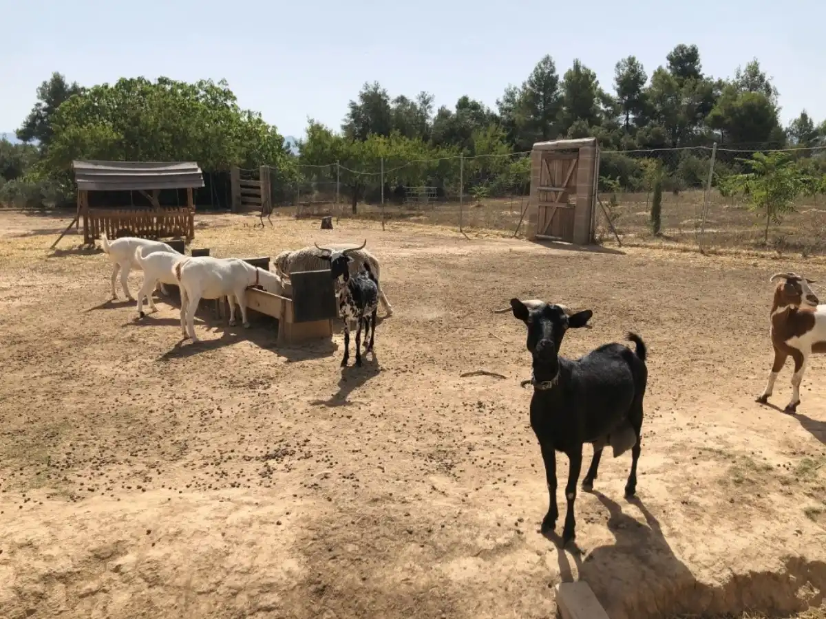 Vista exterior de Finca rústica en venta en Lledó con Aire acondicionado, Terraza y Piscina