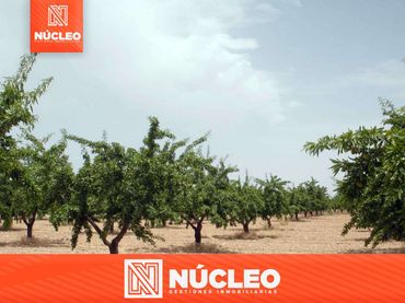 Terreny rústic en venda a Fuenterrobles