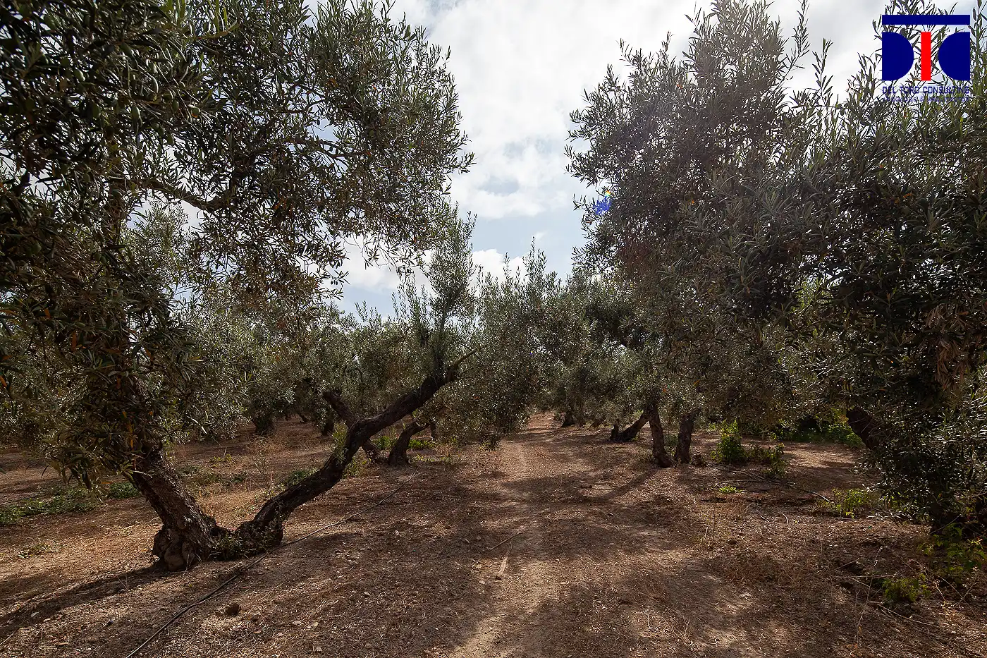 Finca rústica en venta en Carmona con Jardín privado, Terraza y Piscina