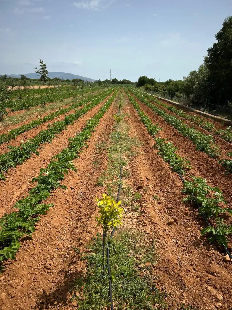 Rural land for sale in Torreblanca, imagen 8