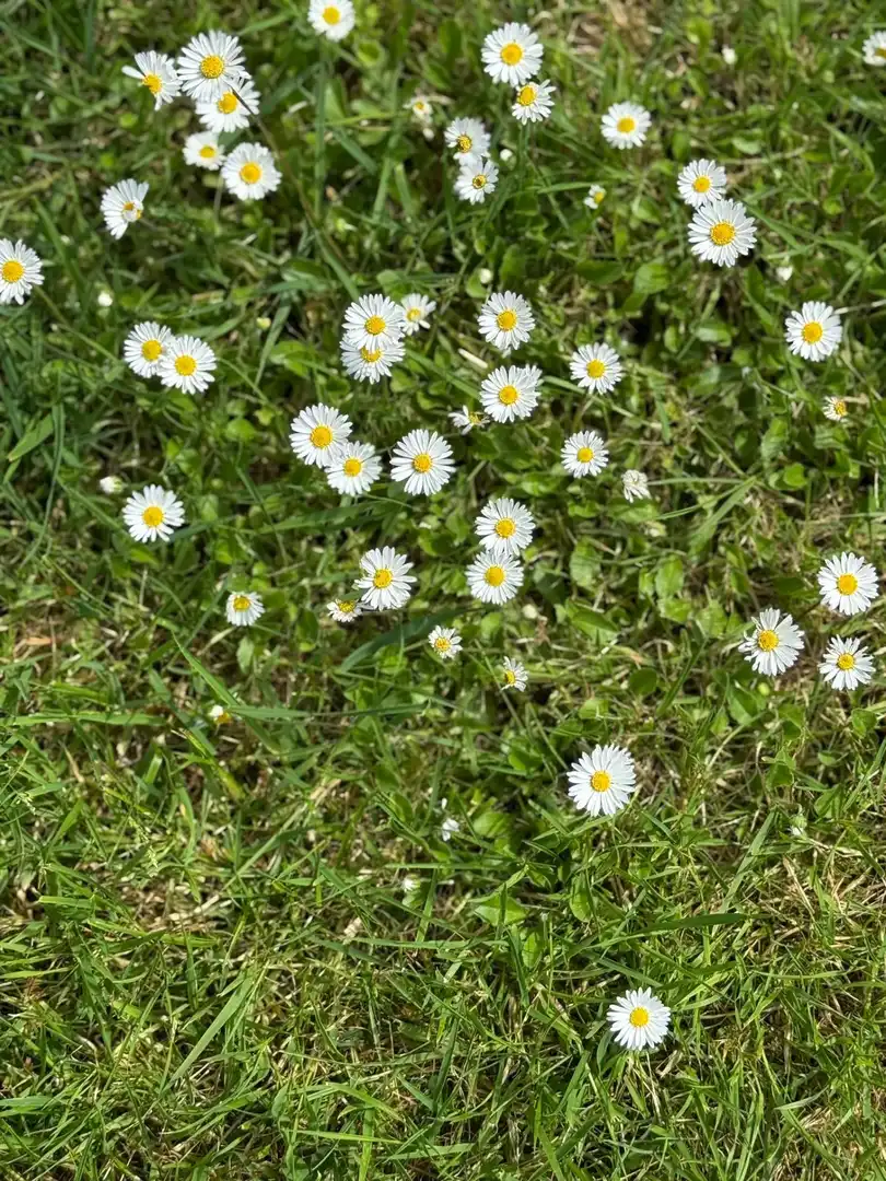 Jardí de Casa o xalet en venda en Corvera de Asturias amb Calefacció, Jardí privat i Terrassa