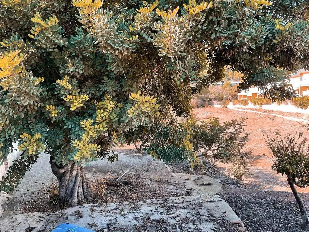 Jardín de Residencial en venta en Náquera