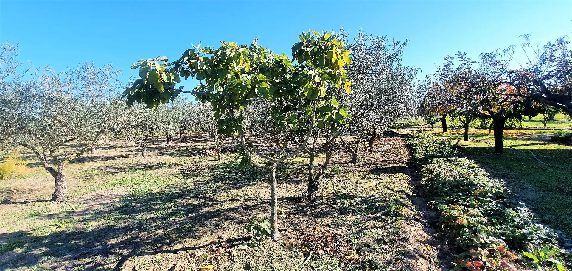 Terreni e lotti in vendita a Losar de la Vera, imagen 15
