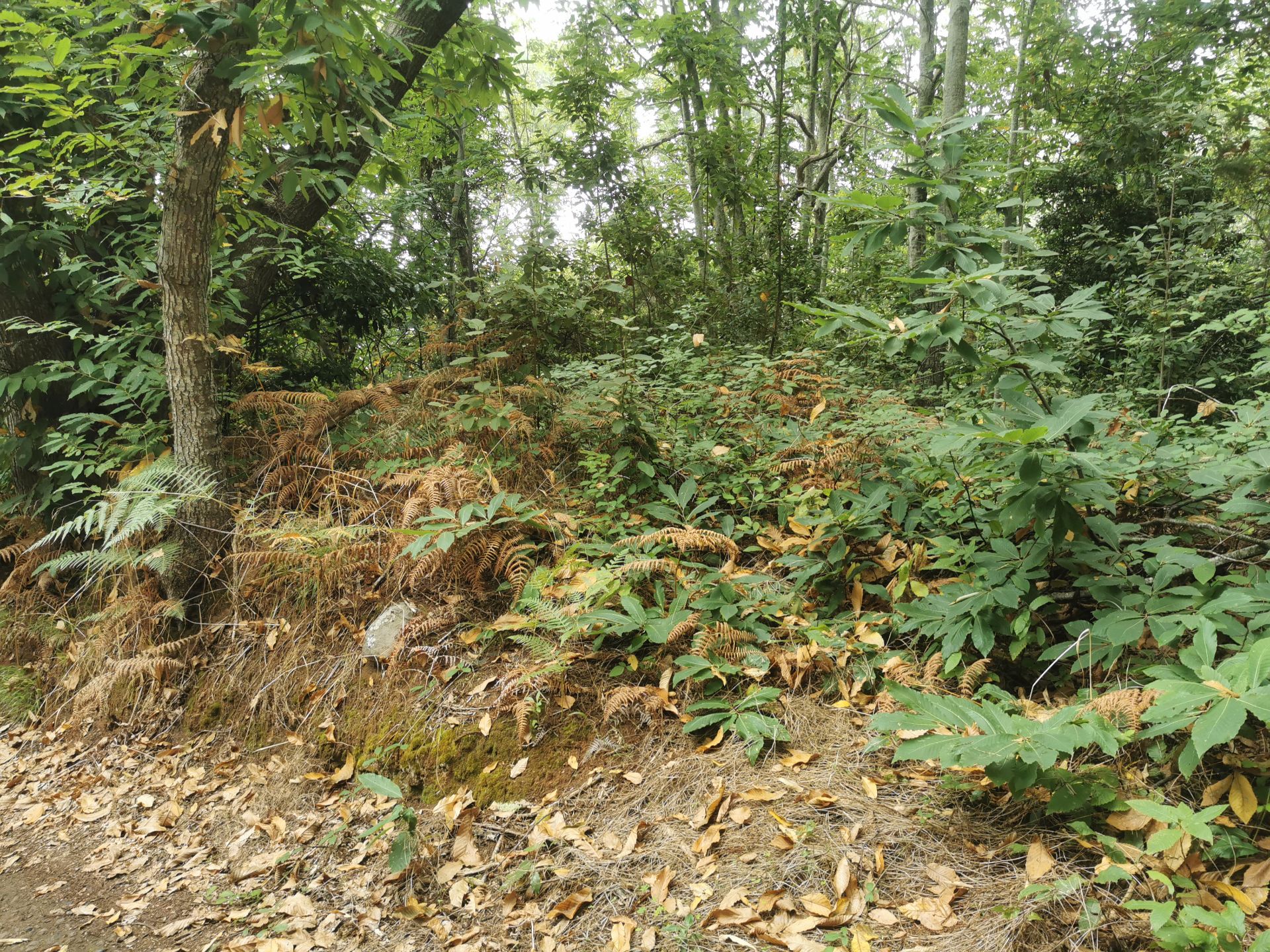 Terreno en venta en Santa Úrsula