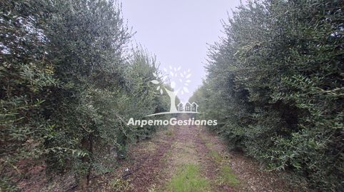 Finca olivar superintensivo. 13 hectáreas, immagine 4