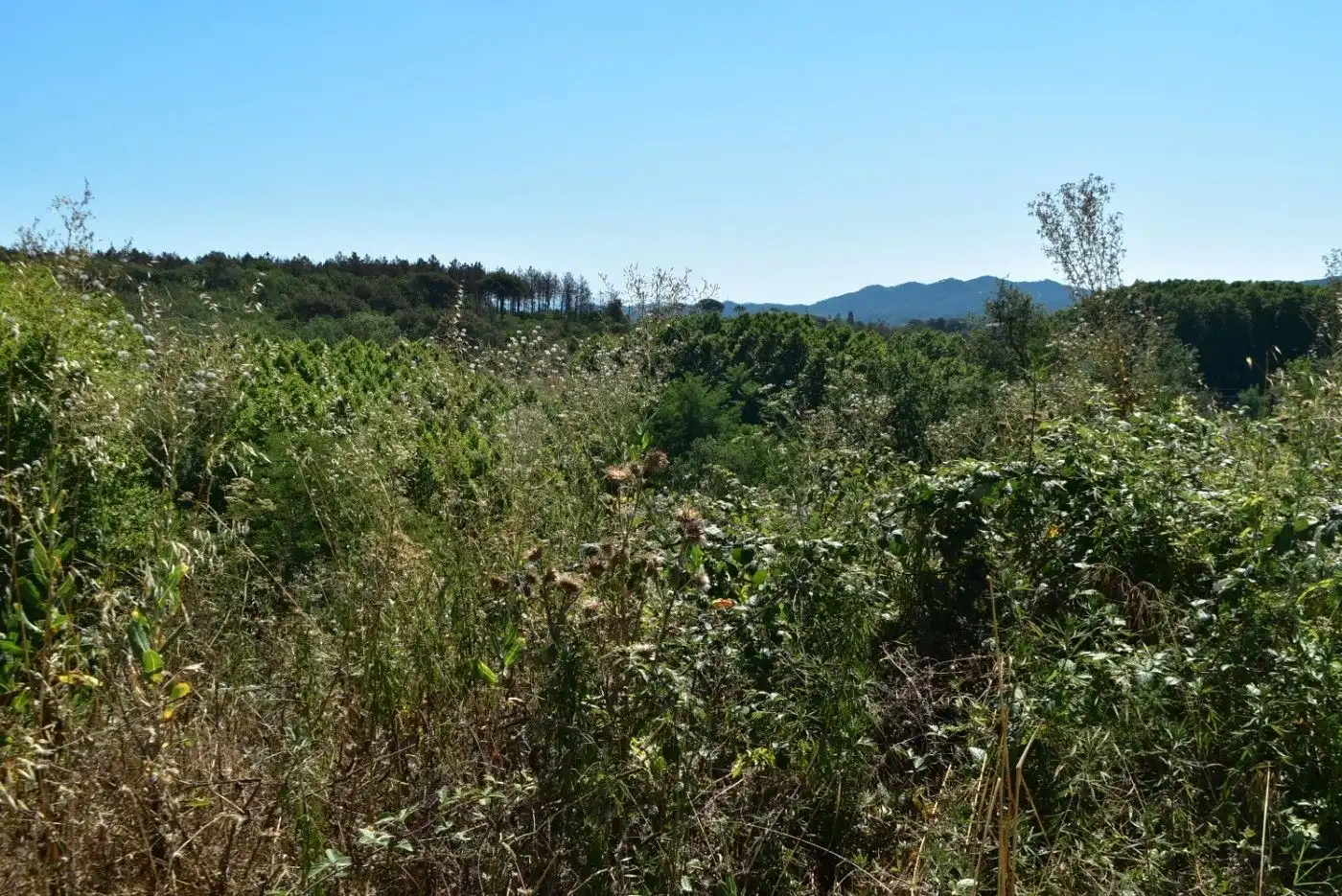 Terreny residencial en venda a Sant Feliu de Buixalleu, imagen 12