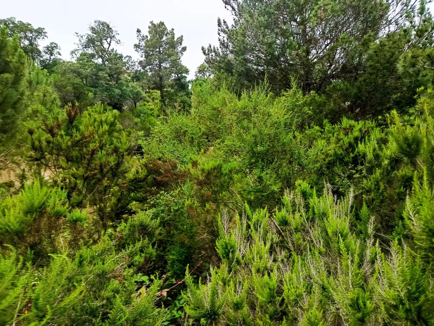 Lands and plots for sale in Llagostera, imagen 8