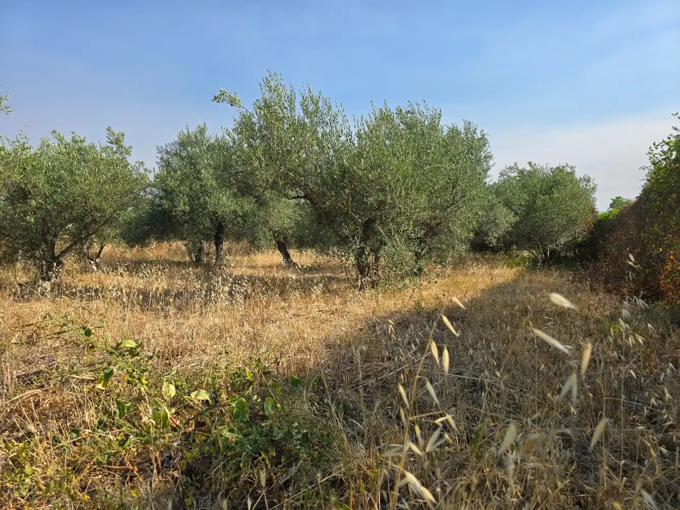 Terreni e lotti in vendita a Lugar San Anton, imagen 2