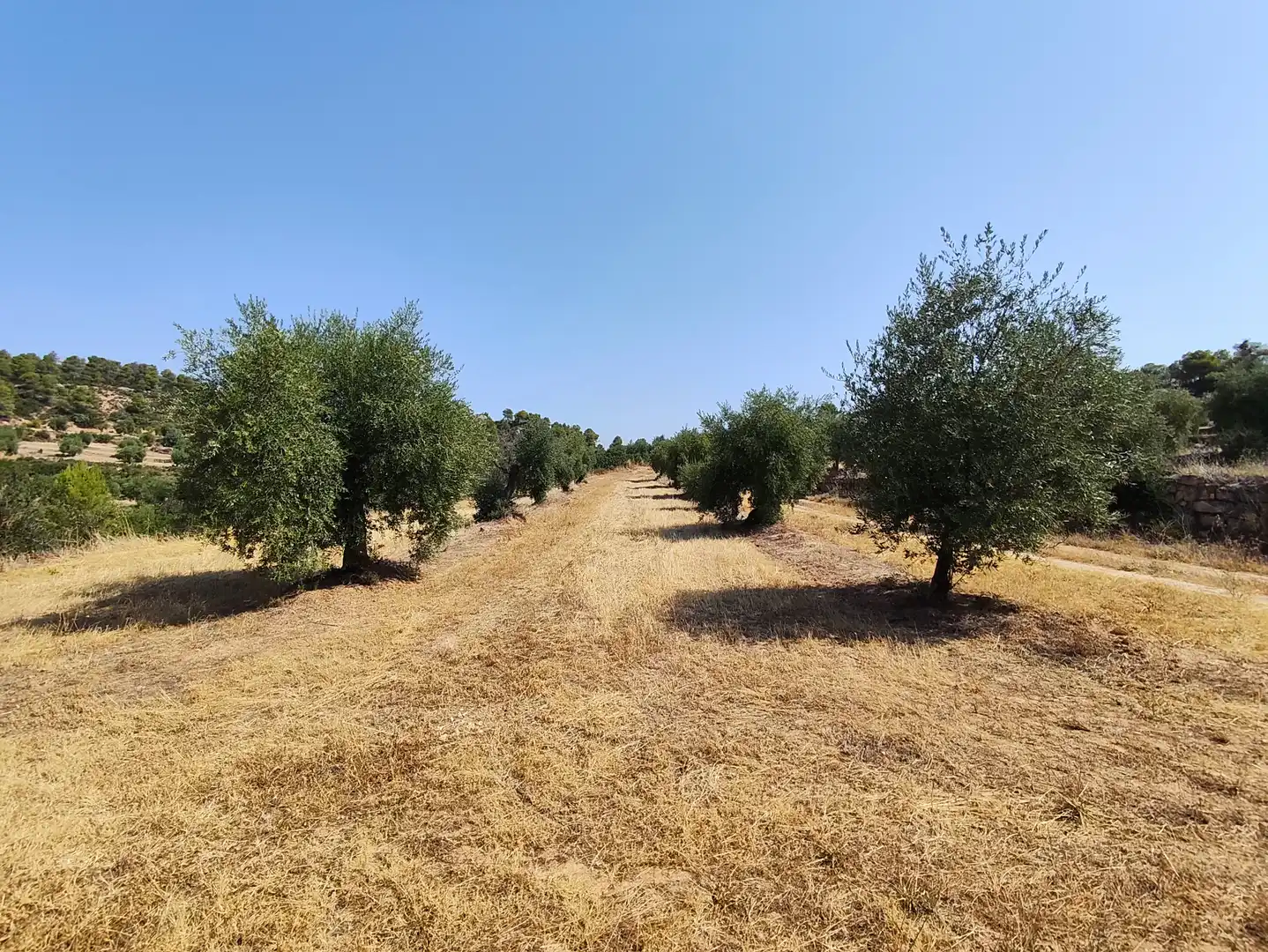 Terreno en venta en Cervià de Les Garrigues