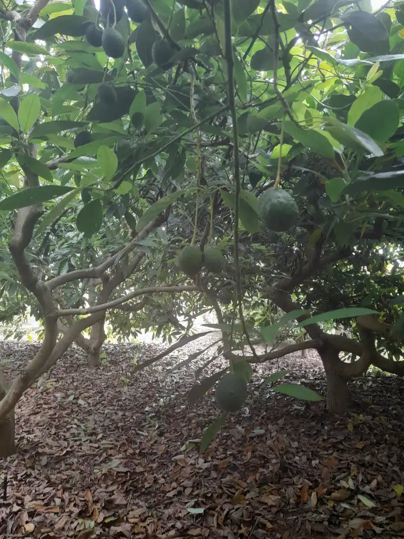 Garden of Houses for sale in La Orotava  with Furnished, Oven and Washing machine
