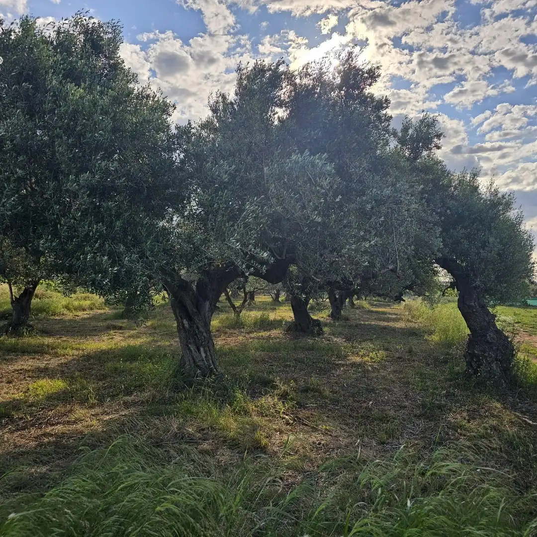 Terrain rustique à vendre à Casc Antic, imagen 6