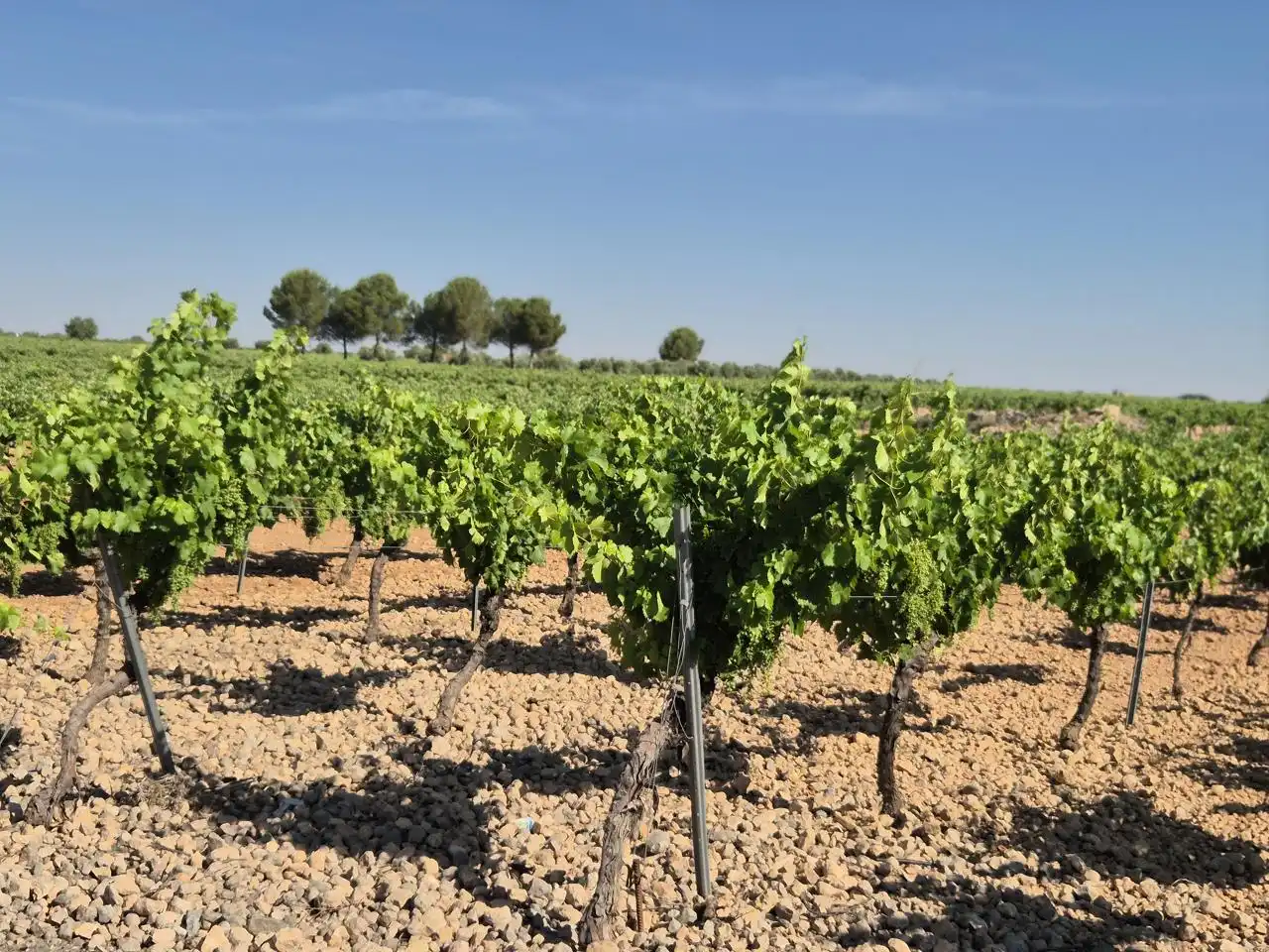 Terreno rustico in vendita a Las Colinas, imagen 3