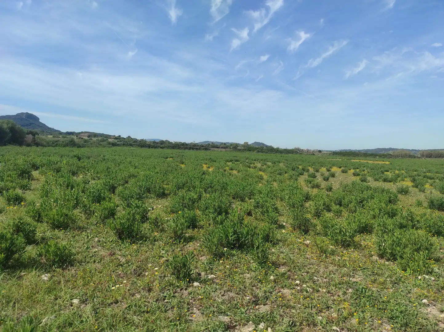 Terreno residencial en venta en Sineu, imagen 12