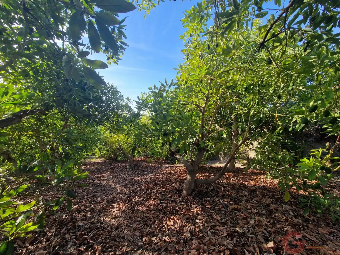 Finca rústica en venda a Centro