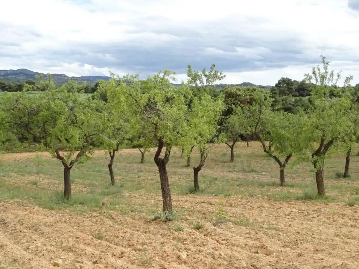 Finca rústica en venta en Cretas